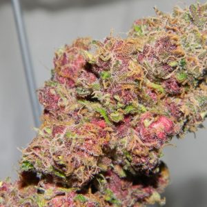 Pink Starburst marijuana
